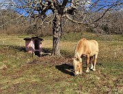 MONTE ZUCCO (1232 m) ad anello da casa-Zogno (300 m) con festa di fiori (17mar21)  - FOTOGALLERY